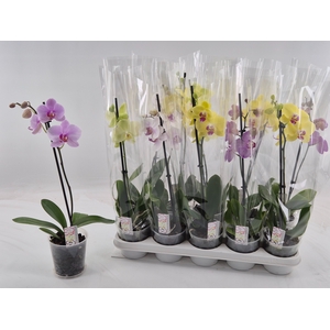 PHAL GEM