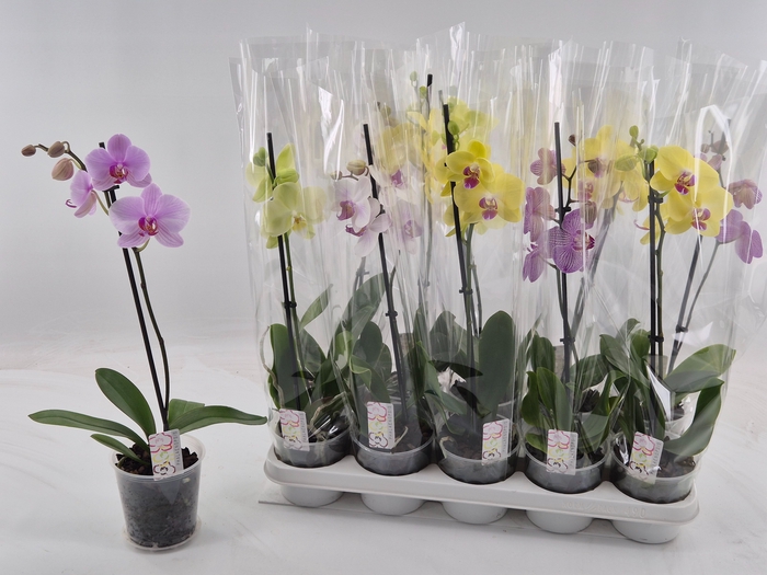 <h4>PHAL GEM</h4>