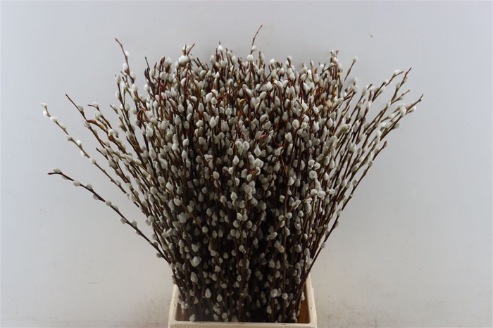 <h4>Salix Wilgenkatjes 60cm P Stem</h4>