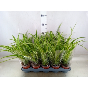 Chlorophytum com. 'Vittatum'