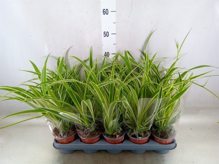 <h4>Chlorophytum com. 'Vittatum'</h4>