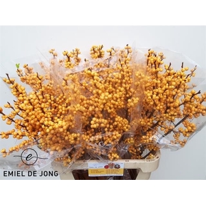 ILEX VE GOLD VERBOOM