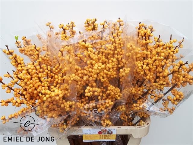 <h4>ILEX VE GOLD VERBOOM</h4>