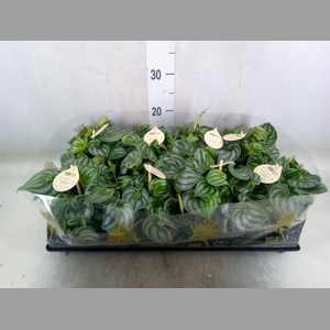 Peperomia