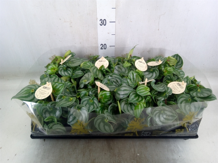 <h4>Peperomia</h4>