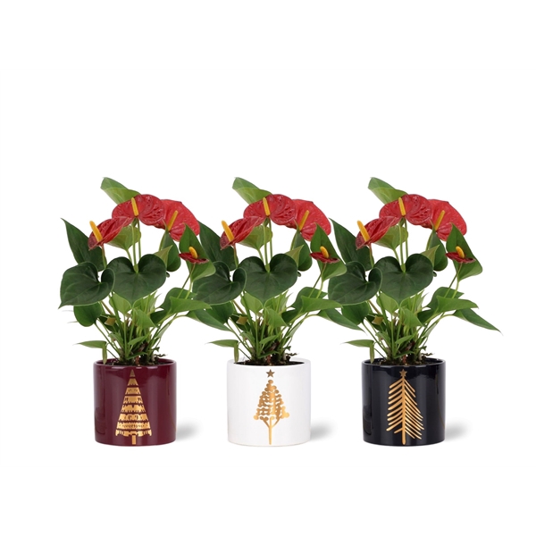 <h4>Anthurium Diamond Red in Manon 2 ceramics</h4>