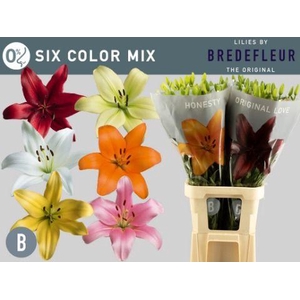 LI LA GEMENGD SIX COLOUR MIX