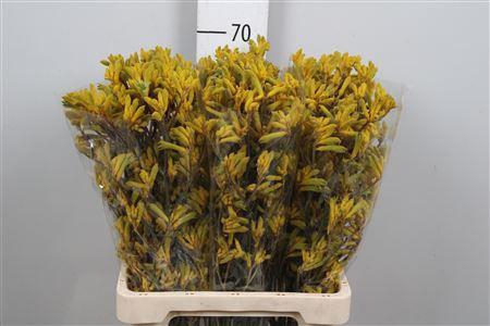 <h4>Anigoz Yellow G</h4>