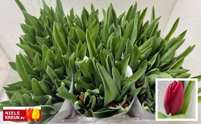 <h4>TU EN ILE DE FRANCE</h4>