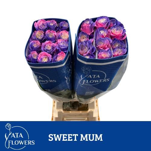 <h4>R Gr Klb Sweet Mum ATA</h4>