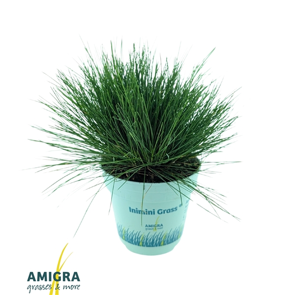 <h4>Festuca gautieri AmiGreen®</h4>