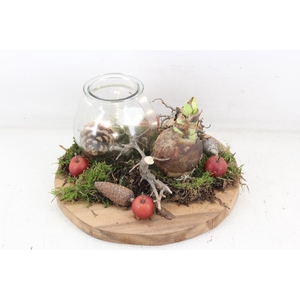 arr4 Amaryllis MB - Hout schijf 1wax led RD