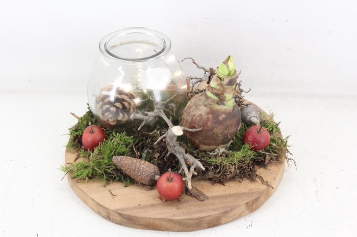 <h4>arr4 Amaryllis MB - Hout schijf 1wax led RD</h4>