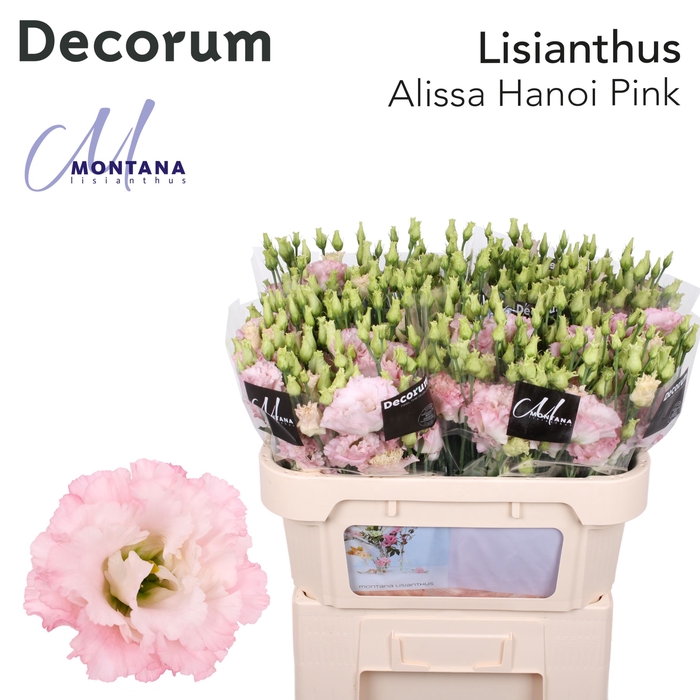 <h4>Lisianthus do alissa pink</h4>