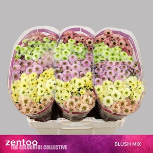 Chr San Mix Blush Mix Zentoo