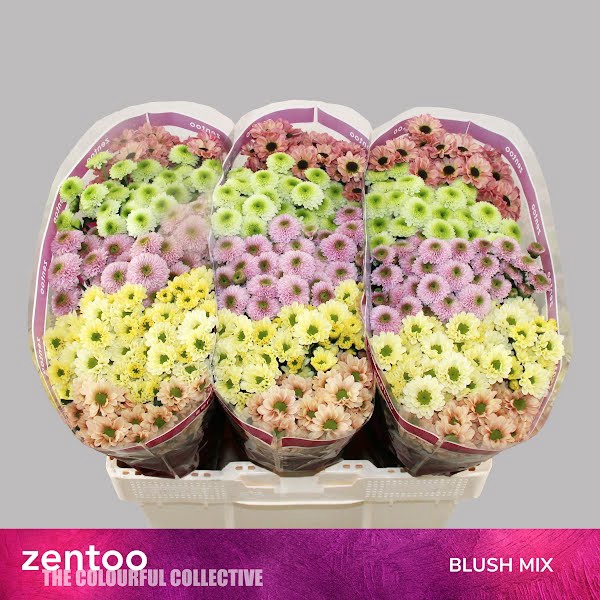 <h4>Chr San Mix Blush Mix Zentoo</h4>