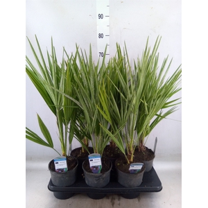 Chamaerops humilis