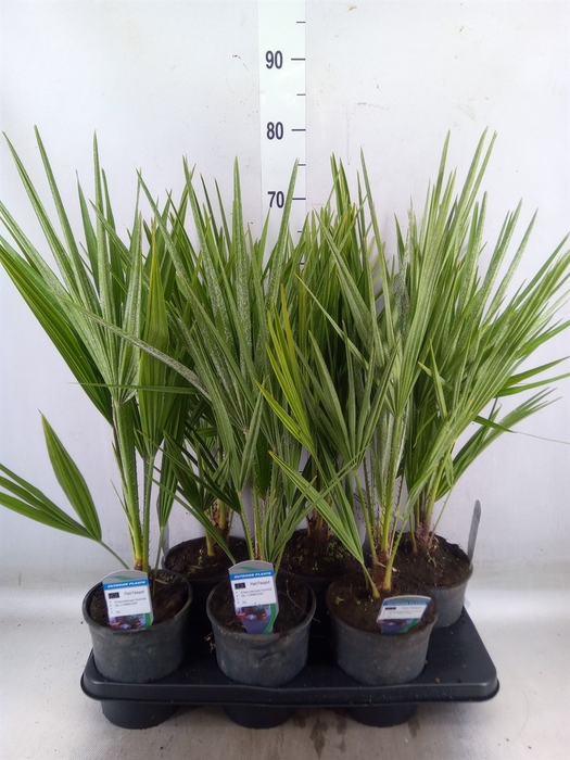 <h4>Chamaerops humilis</h4>