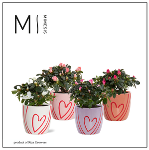 Azalea Mix - 9 cm in Sweet - Party Love