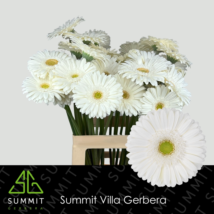 <h4>Gerbera Skydance Water x40</h4>