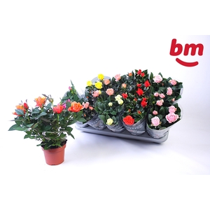 RO B MONDE GEM 6 SRT