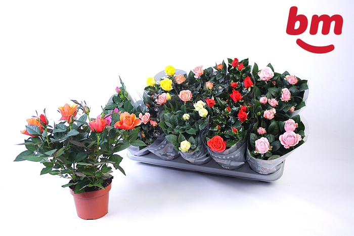 <h4>RO B MONDE GEM 6 SRT</h4>