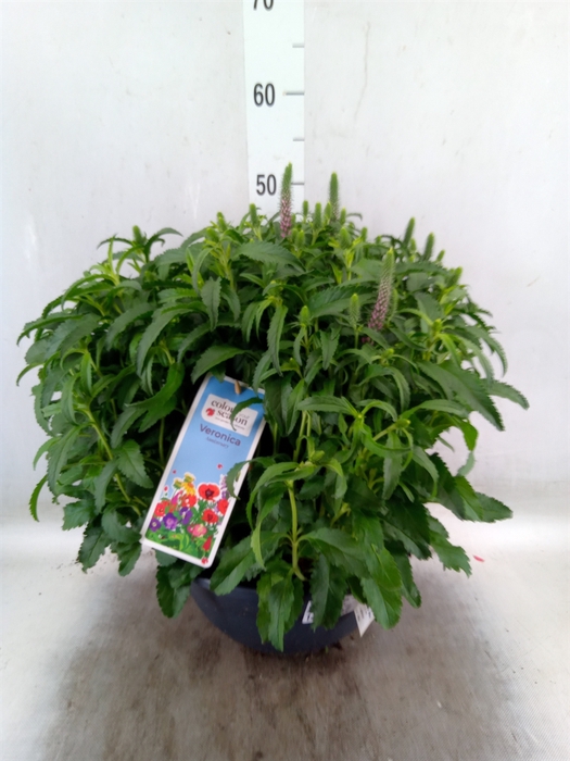<h4>Veronica spicata 'Anniversary Rose'</h4>