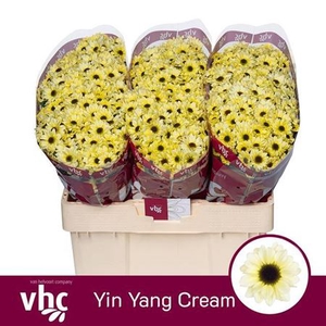 Chr S Yin Yang Cream