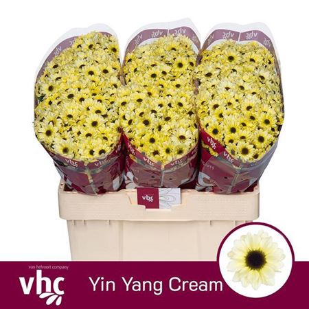 <h4>Chr S Yin Yang Cream</h4>