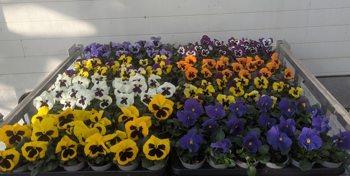 <h4>VIO WI DELTA GEM</h4>