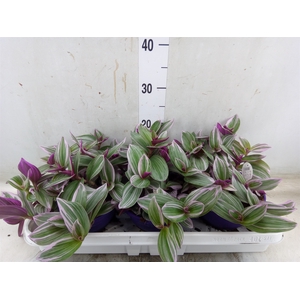 Tradescantia albif. 'Nanouk'