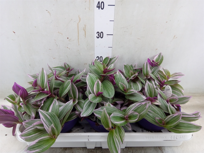 <h4>Tradescantia albif. 'Nanouk'</h4>