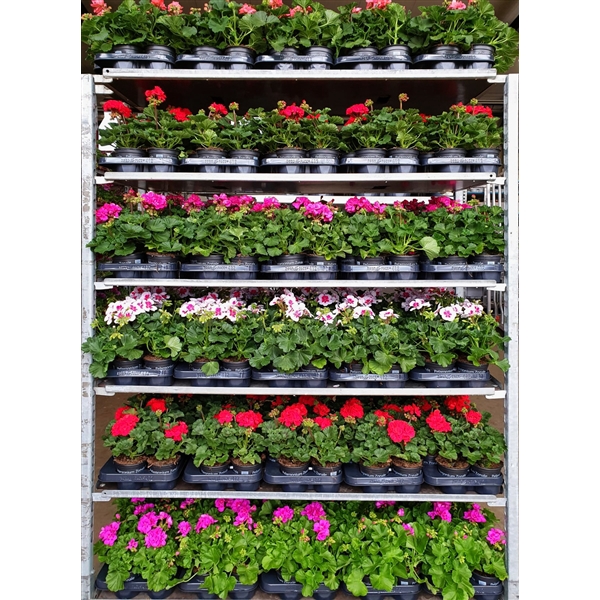 <h4>Pelargonium Zonale Mix CC kleur per laag (6 kleuren)</h4>