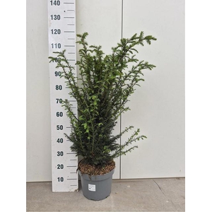 TAXUS BACCATA