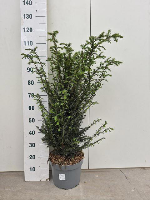 <h4>TAXUS BACCATA</h4>