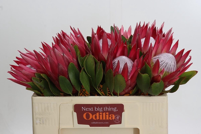 <h4>Protea Cynaroides Madiba</h4>