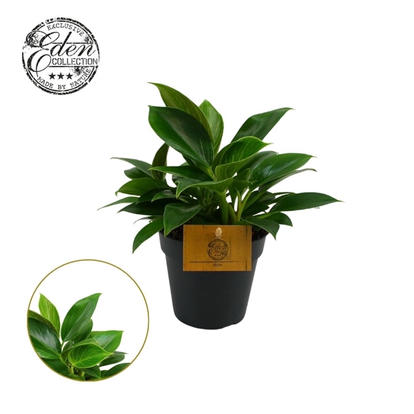 <h4>Philodendron Erubescens 12cm</h4>