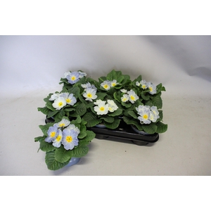 Primula acaulis Zebra Blue