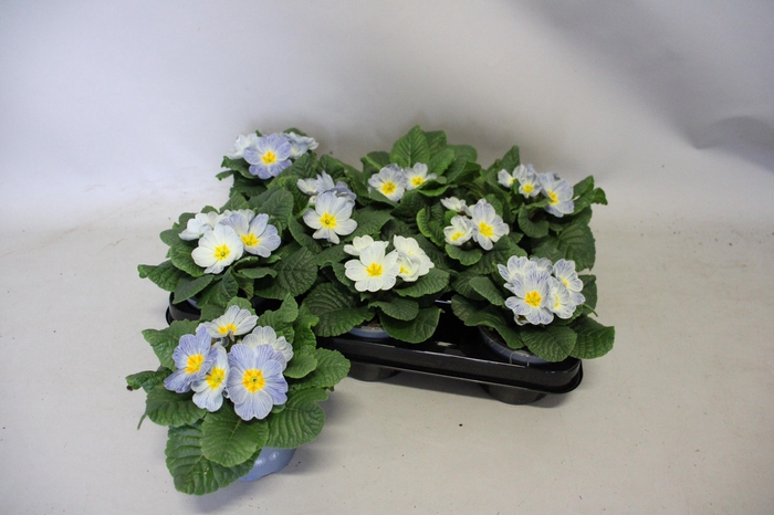 <h4>Primula acaulis Zebra Blue</h4>