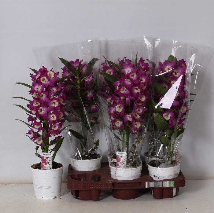 <h4>DEND NOBILE</h4>