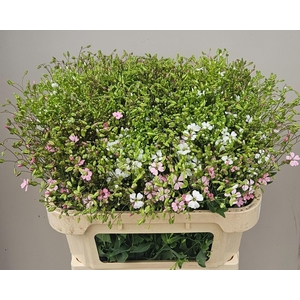 SAPONARIA BS OV ROZE