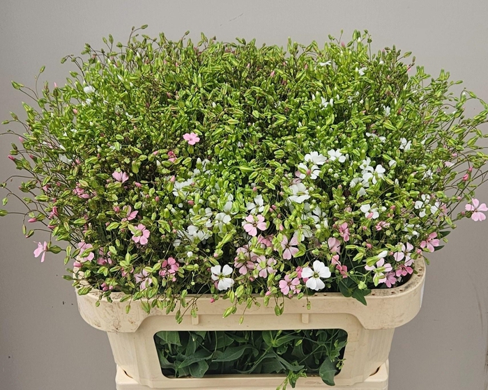<h4>SAPONARIA BS OV ROZE</h4>