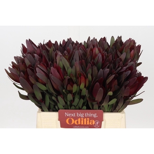 Leucadendron Saf Sunset Dark R.