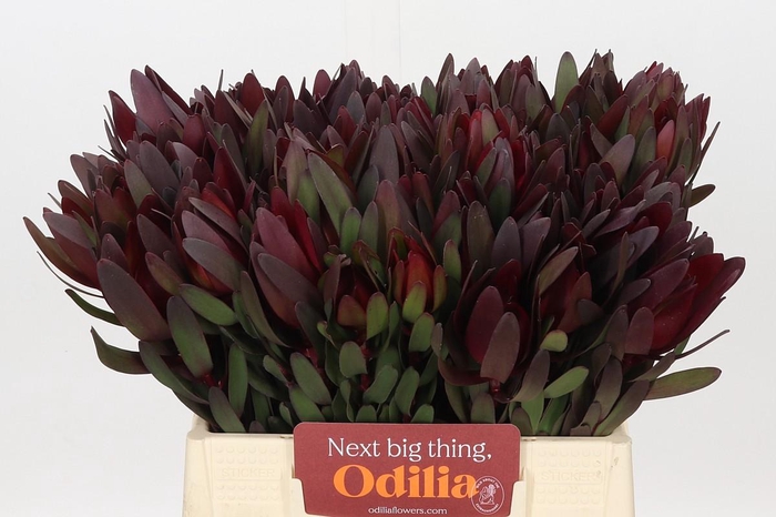 <h4>Leucadendron Saf Sunset Dark R.</h4>