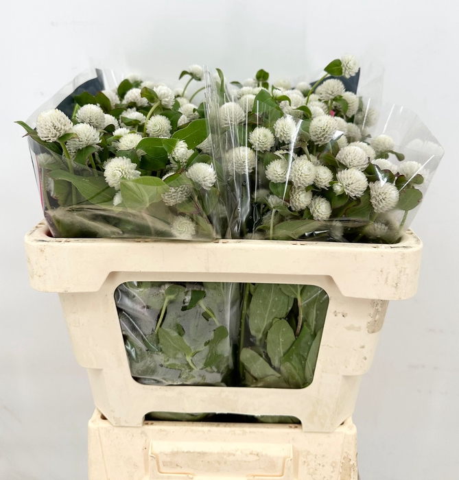Gomphrena Globosa White