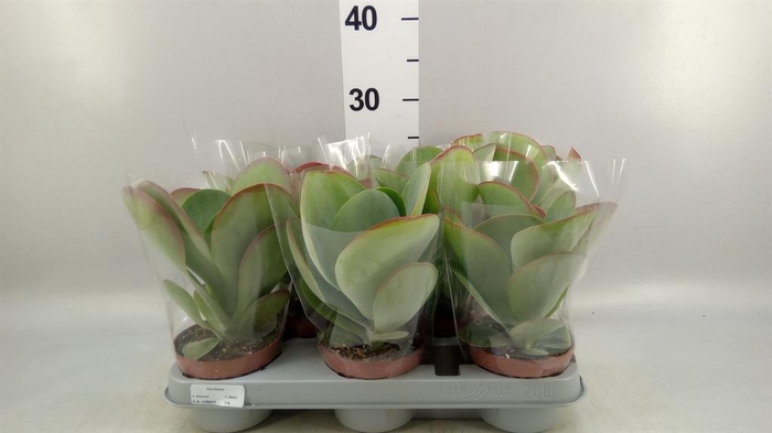 <h4>Kalanchoe NF thyrsiflora 'Red Lips'</h4>