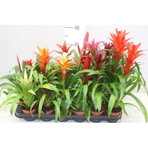 Bromelia Gemengd