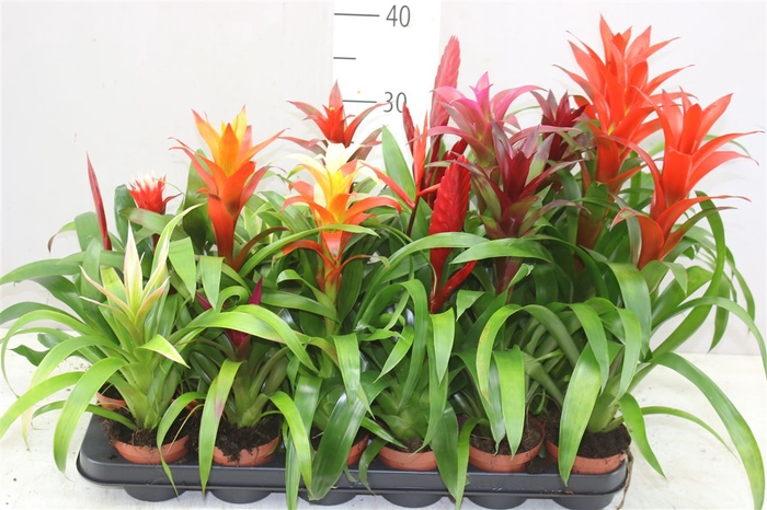 <h4>Bromelia Gemengd</h4>
