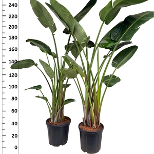 STRELITZIA NICOLAI