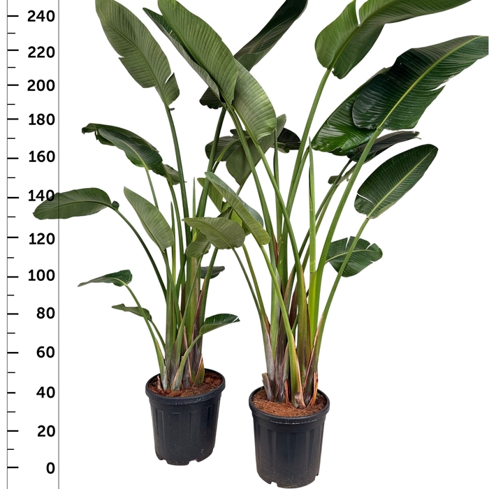 <h4>STRELITZIA NICOLAI</h4>